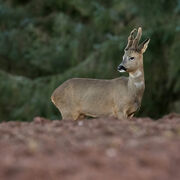 ROE DEER JANUARY 2021