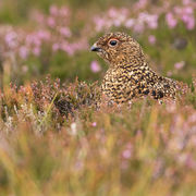 RED GROUSE AUGUST 2019