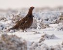 Red Grouse