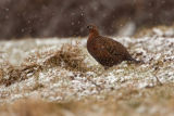 Red Grouse hen March 2013
