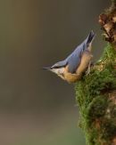 Nuthatch