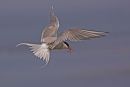 Arctic Tern
