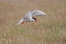 Arctic Tern