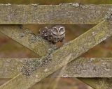 Little Owl October 2013