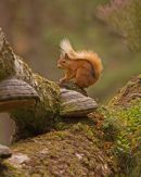 Red Squirrel
