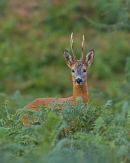 Roe Buck