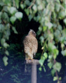 Sparrowhawk 011