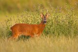 Roe Buck