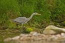 Hunting Heron
