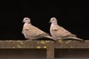 Collared doves