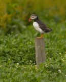 Puffin on post
