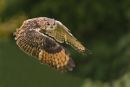 Eagle owl