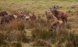 Red Deer stag with hinds and calves
