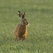 BROWN HARE MARCH 2019