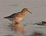 Purple Sandpiper
