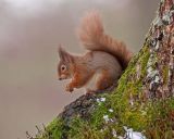 Red Squirrel February 2013