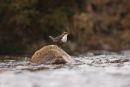 Dipper