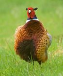 Pheasant