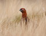 Red Grouse