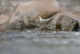 Common Sandpiper June 2013