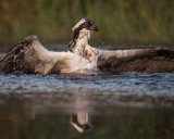 Osprey Preparing To Take Off After A dive