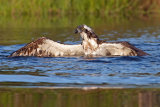 Osprey