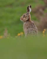 Brown Hare