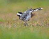 Pied Wagtail
