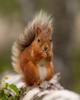 Red Squirrel
