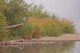Heron on the Tweed