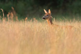 Roe deer August 2014