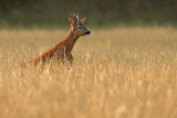 Young Roebuck