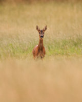 Roe deer