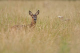 Roe Deer Fawn