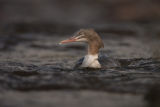 Female Goosander September 2013