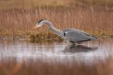 Heron Hunting In Tidal Pool January 2013