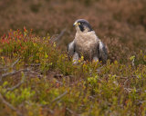 PEREGRIN FALCON