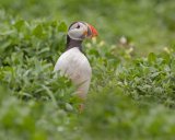 Puffin