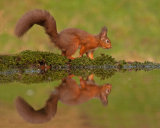 RED SQUIREL REFLECTION