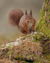RED SQUIRREL2