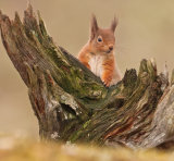 RED SQUIRREL3