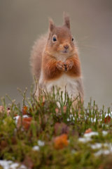 RED SQUIRREL4