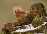 RED SQUIRREL6