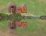 RED SQUIRREL