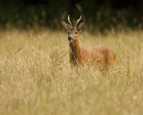ROEBUCK 2