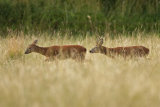 RUTTING ROE DEER