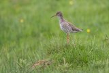 Redshank