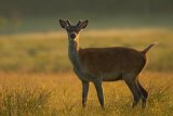 YOUNG RED DEER STAG JUNE 2018