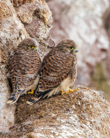KESTREL CHICKS