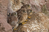 KESTREL CHICKS